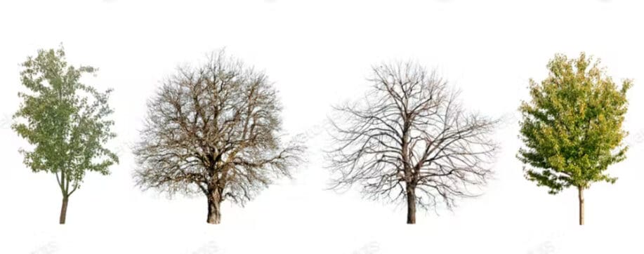 Trees isolated