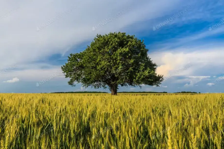 Single tree in spring