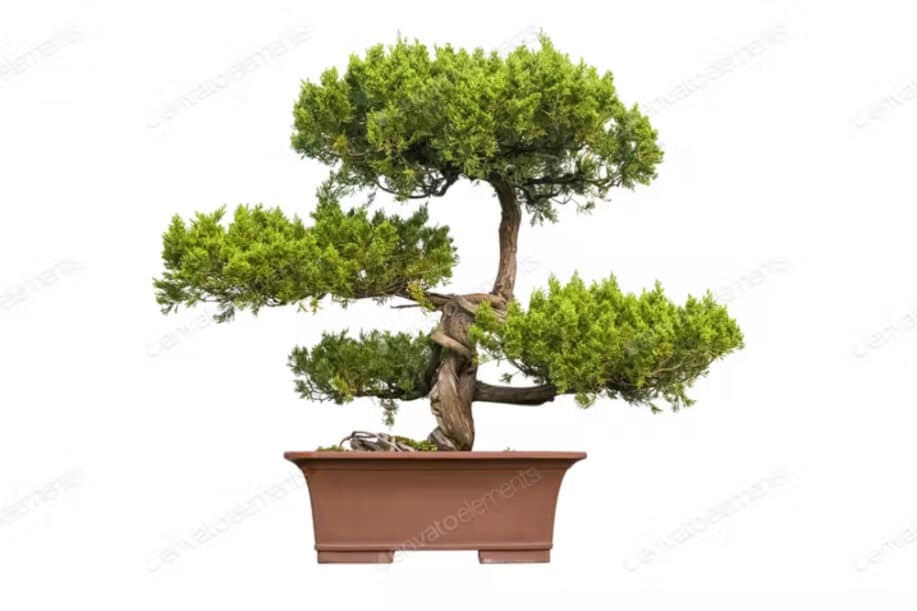 Bonsai tree