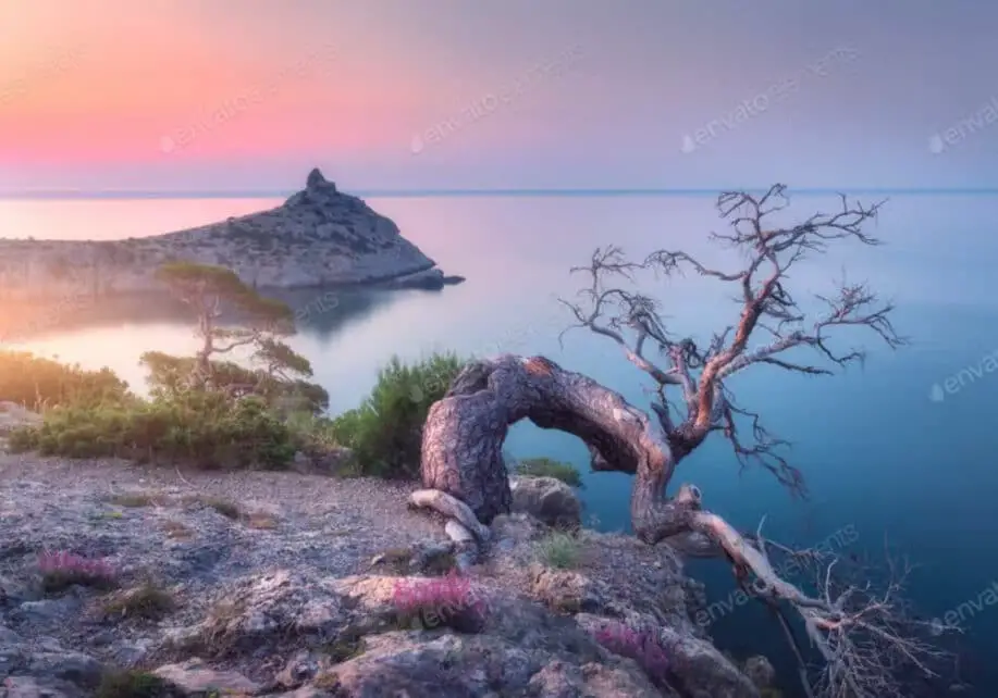 Amazing old tree growing out of a  rock