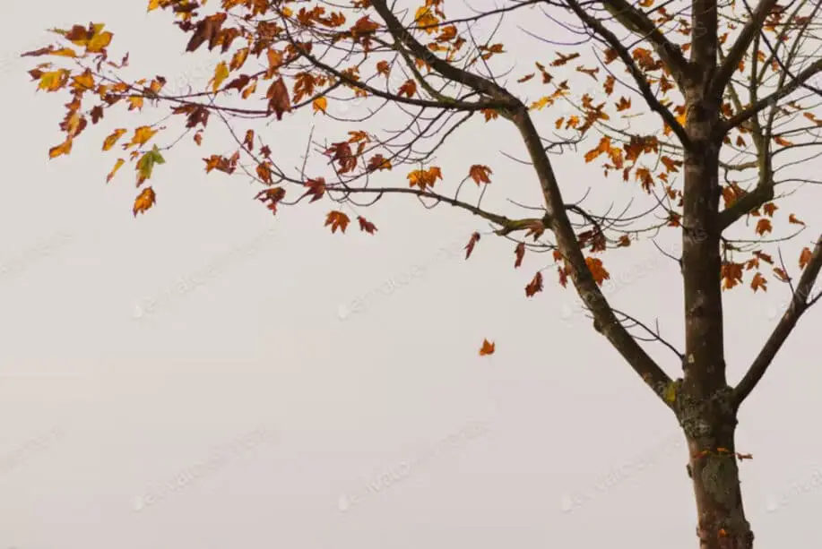 Tree with yellow leaves