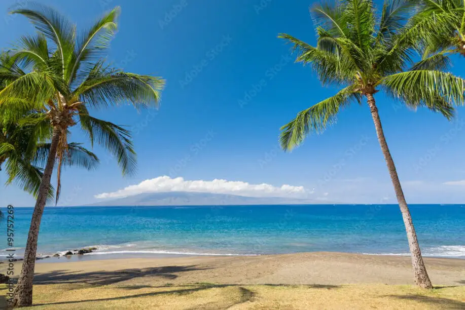 Tropical beach scene with palm trees