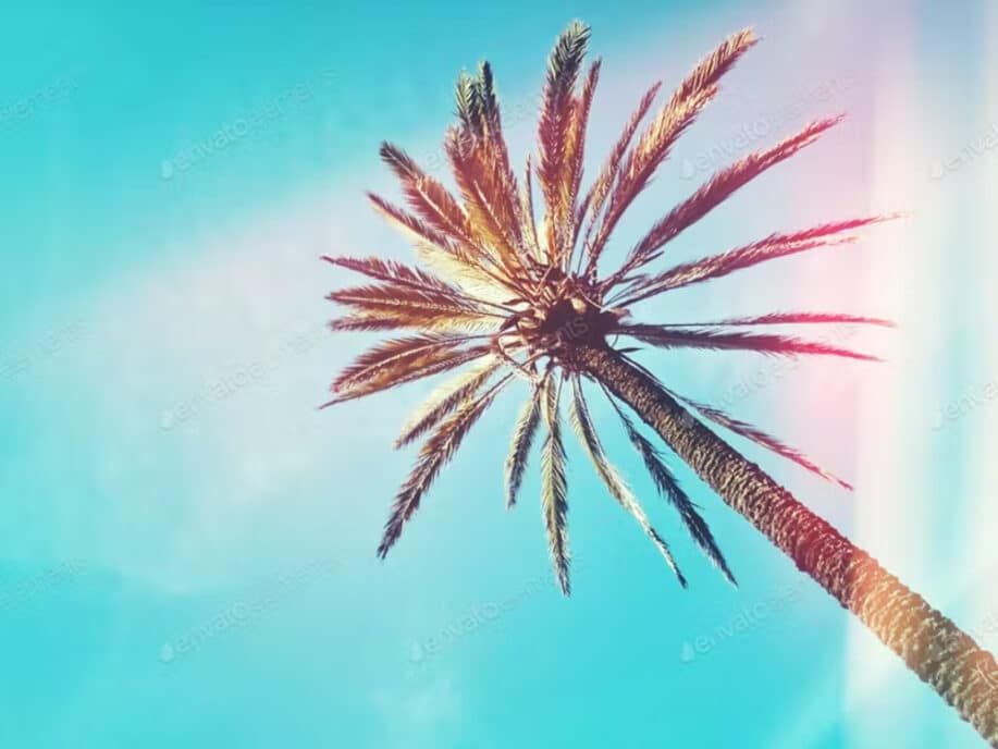 Palm tree against blue sky background