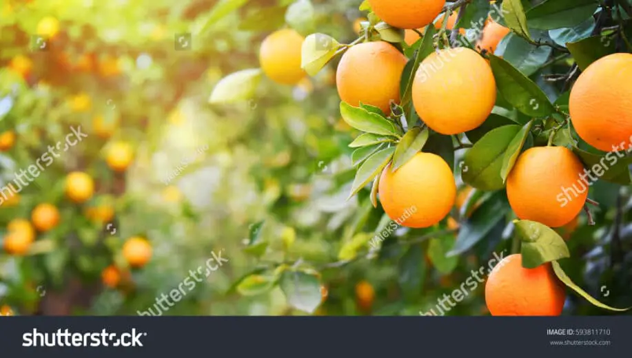 Orange Tree