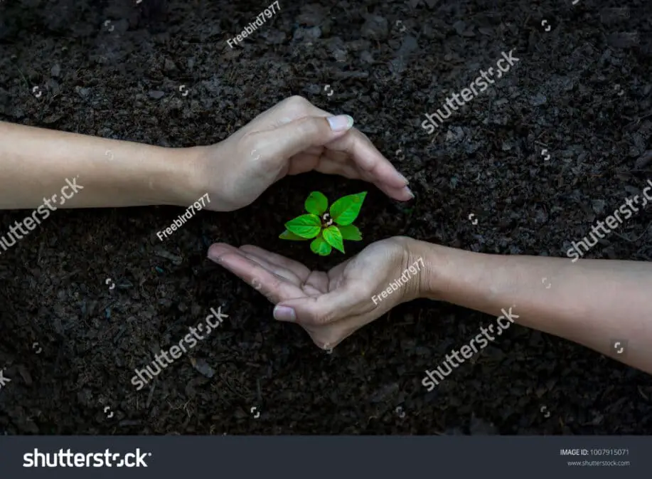 Sapling Tree Growing