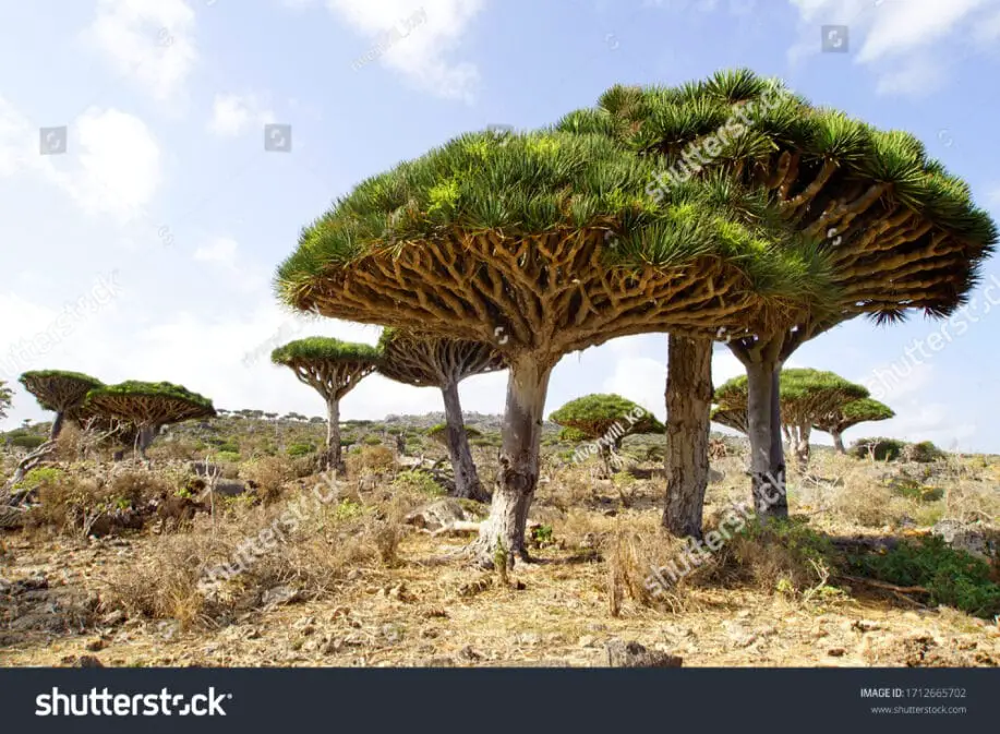 Dragon Blood Trees