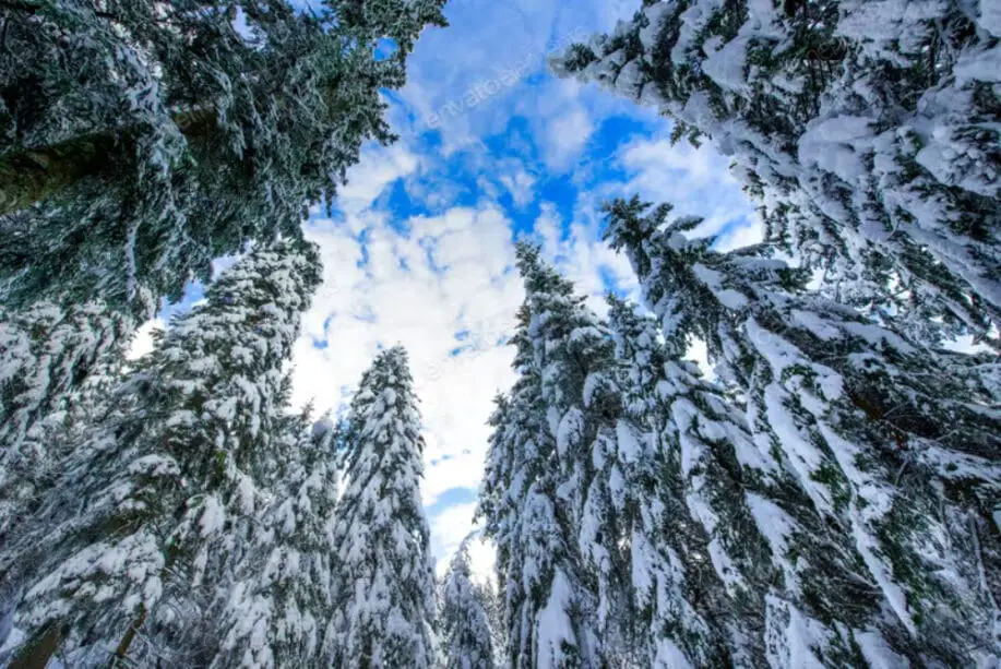 Tall spruce trees