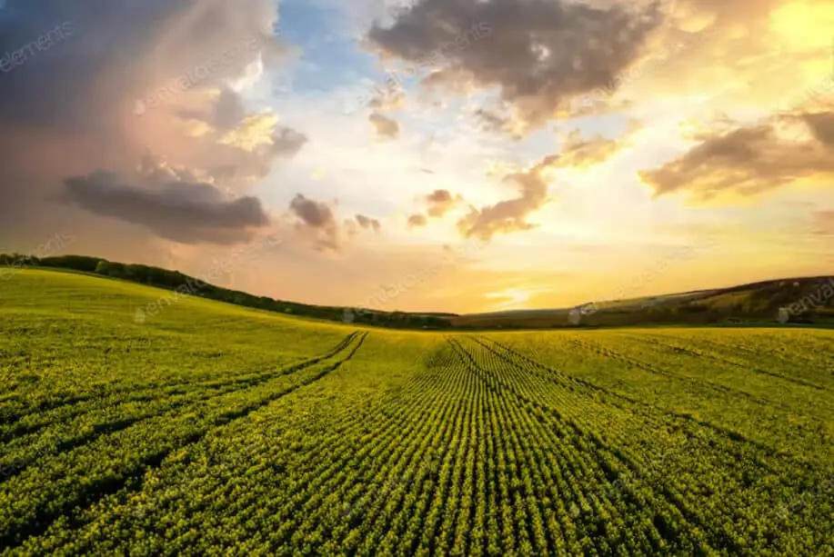 Aerial View of Bright Green Agricultural Farm