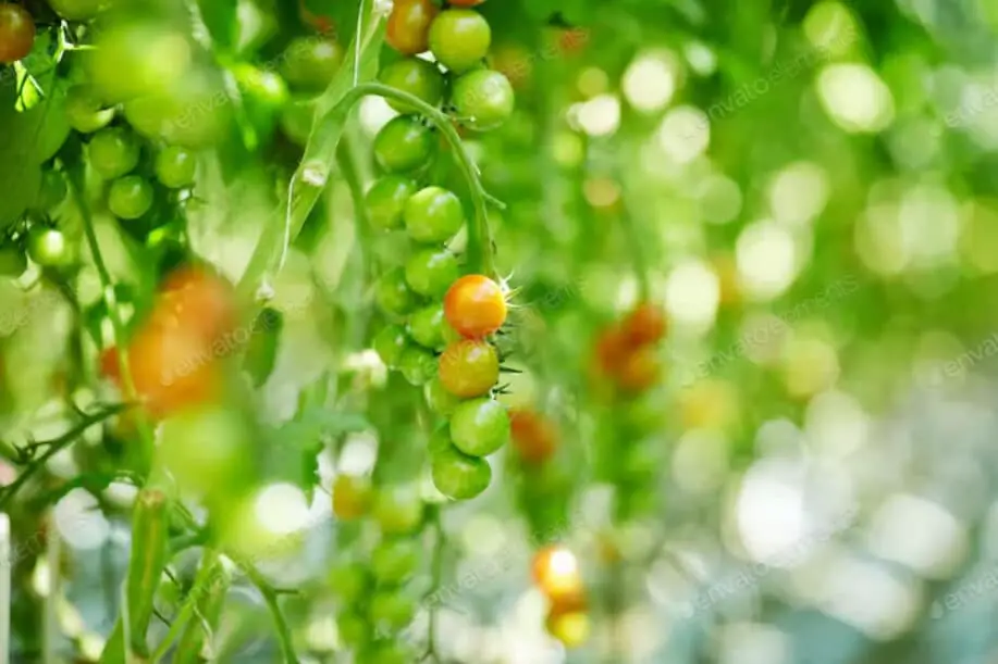 Agricultural Plants