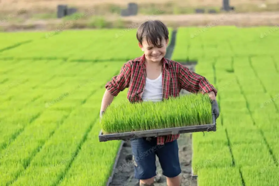 Boy in the Farm